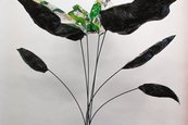 Taemen Jung, Nische 2, 2022 Zimmerpflanze vor weißem Hintergrund